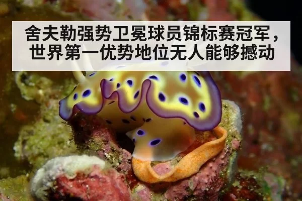 舍夫勒强势卫冕球员锦标赛冠军,世界第一优势地位无人能够撼动